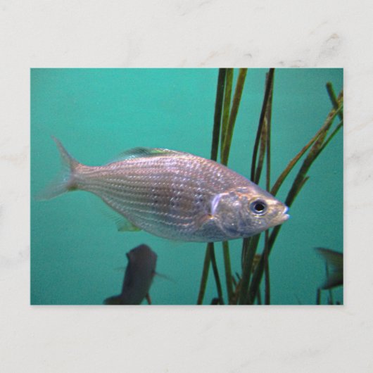 銀魚 ポストカード (正面)