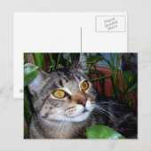 銅の目をした猫 / 猫好きのポストカード ポストカード (正面/裏面)