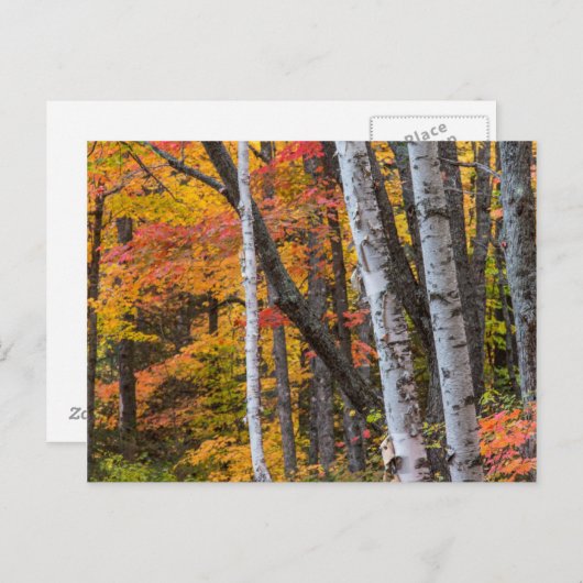 銅港の近くの森の秋の色 ポストカード (正面/裏面)