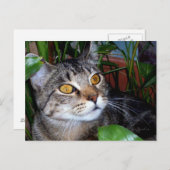 銅目付き猫/猫好き葉書 ポストカード (正面/裏面)