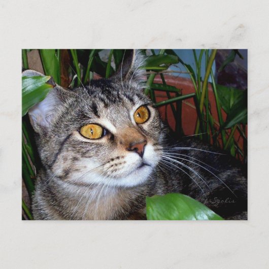 銅目付き猫/猫好き葉書 ポストカード (正面)