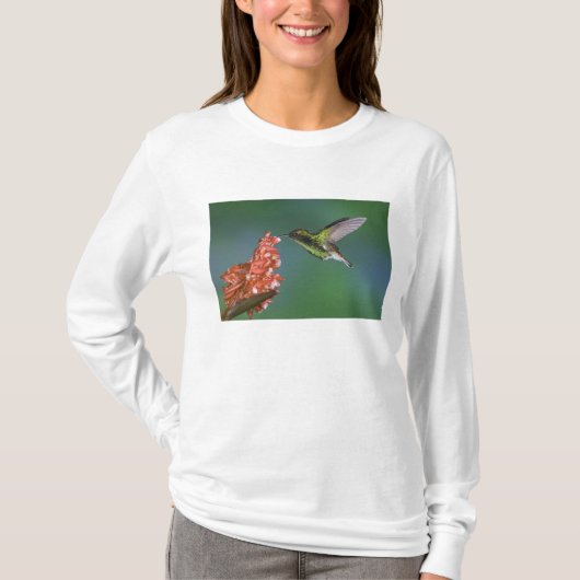 銅色の頭のエメラルド, Elvira cupreiceps, Tシャツ (正面)