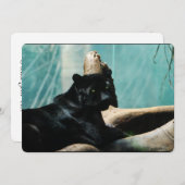 鋭い目をしたヒョウ 招待状 (正面/裏面)