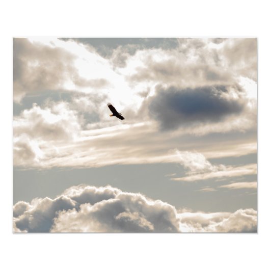 鋭い禿鷲 フォトプリント            (正面)