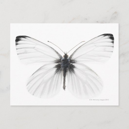 鋭い葉を持つ白い蝶のスタジオショット ポストカード (正面)