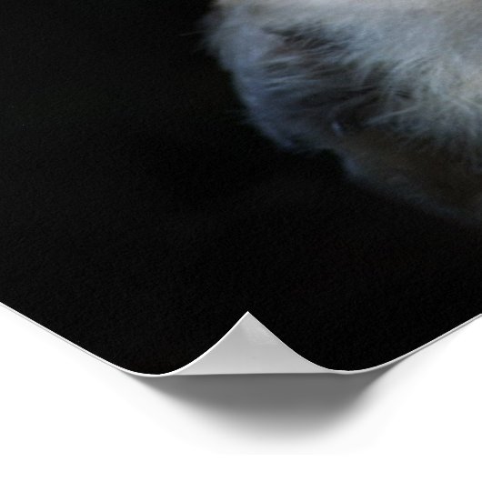 鋭い視線を持つ白いファジーフクロウ ポスター (角)