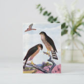 鋭く輝いたタカ ポストカード (スタンド正面)