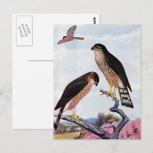 鋭く輝いたタカ ポストカード (正面/裏面)