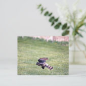 鋭く輝くタカ ポストカード (スタンド正面)