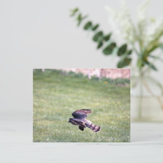 鋭く輝くタカ ポストカード (スタンド正面)