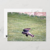 鋭く輝くタカ ポストカード (正面/裏面)