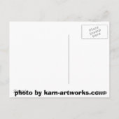 鋭く輝くタカ ポストカード (裏面)