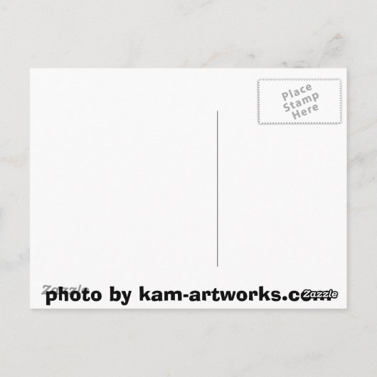 鋭く輝くタカ ポストカード (裏面)