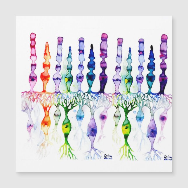 錐体細胞棒細胞と網膜の双極性ニューロン (正面)