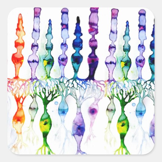 錐体細胞棒細胞と網膜の双極性ニューロン スクエアシール (正面)