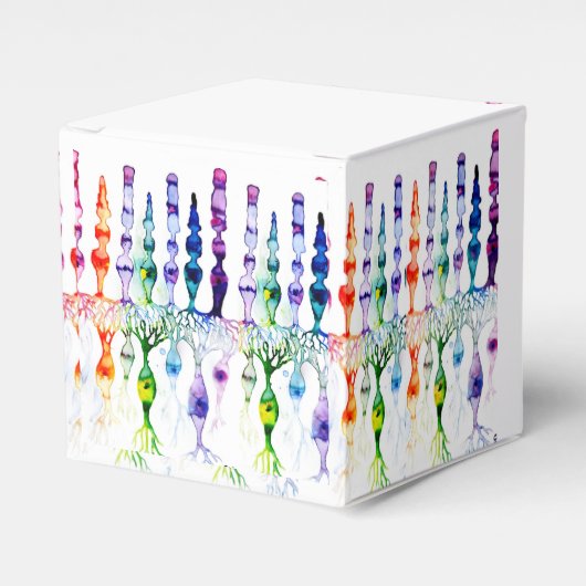 錐体細胞棒細胞と網膜の双極性ニューロン フェイバーボックス (正面サイド)