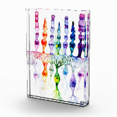 錐体細胞棒細胞と網膜の双極性ニューロン フォトブロック (右)