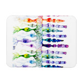 錐体細胞棒細胞と網膜の双極性ニューロン マグネット (横)