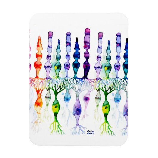 錐体細胞棒細胞と網膜の双極性ニューロン マグネット (縦)