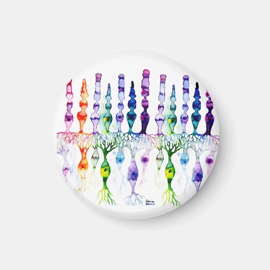 錐体細胞棒細胞と網膜の双極性ニューロン マグネット (正面)