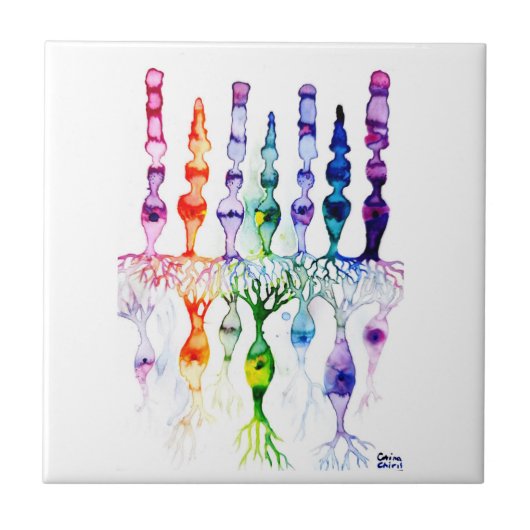 錐体細胞 桿体細胞及び網膜の双極ニューロン タイル (正面)