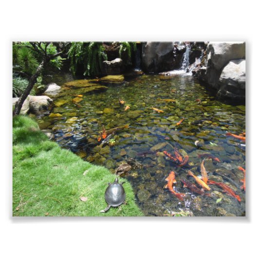 錦鯉の池のカメ フォトプリント            (正面)