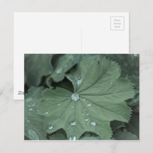 錬金術 ポストカード (正面/裏面)