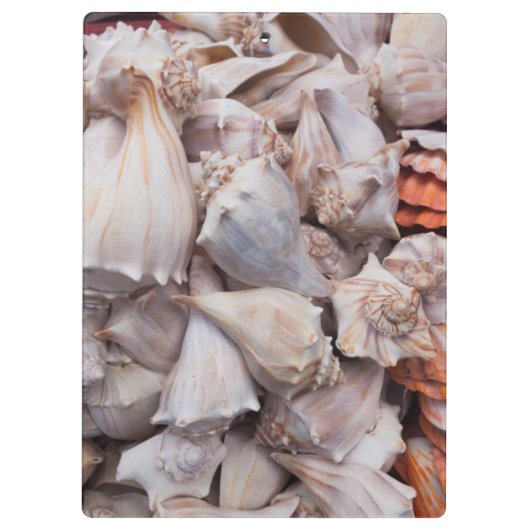 鍵ウェスト、シーシェルズ クリップボード (裏面)