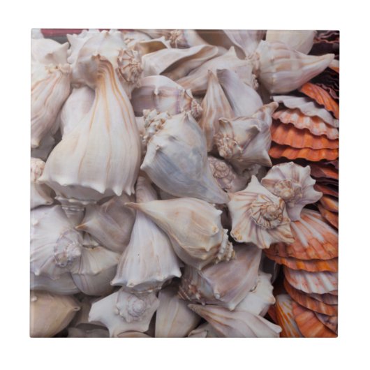 鍵ウェスト、シーシェル タイル (正面)