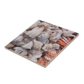 鍵ウェスト、シーシェル タイル (側面)