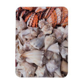 鍵ウェスト、シーシェル マグネット (縦)