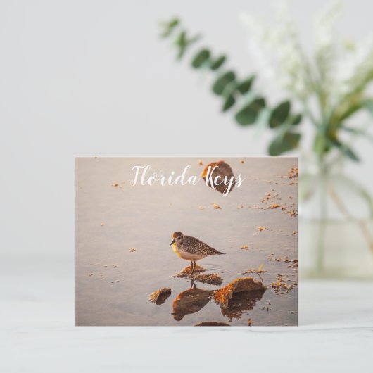 鍵ウエストショアバード反射フロリダ鍵 ポストカード (スタンド正面)