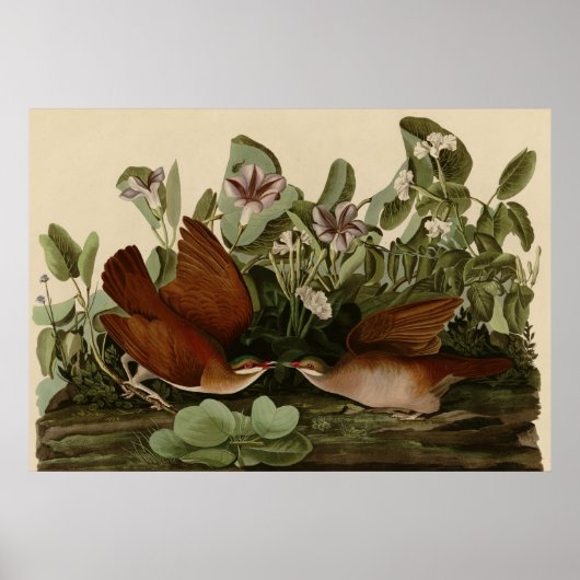 鍵ウエストドーブ ポスター (正面)