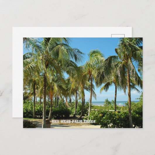 鍵ウエストパームツリーズ ポストカード (正面/裏面)