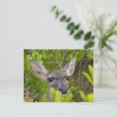 鍵鹿はがき ポストカード (スタンド正面)