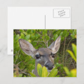 鍵鹿はがき ポストカード (正面/裏面)