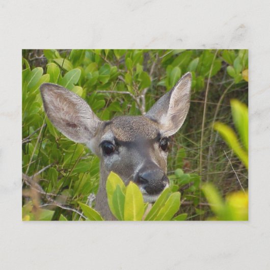 鍵鹿はがき ポストカード (正面)