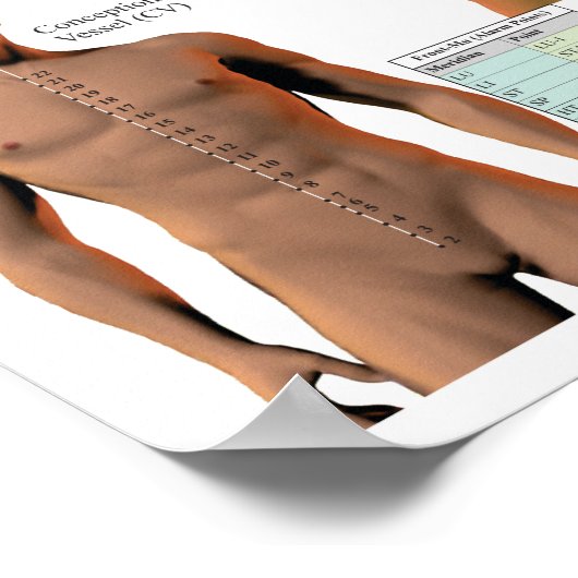 鍼経線ポイントと経路ポスター ポスター (角)