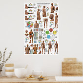 鍼経線ポイントと経路ポスター ポスター (キッチン)