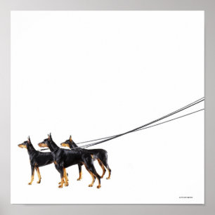 鎖の3匹のドーベルマン犬 ポスター
