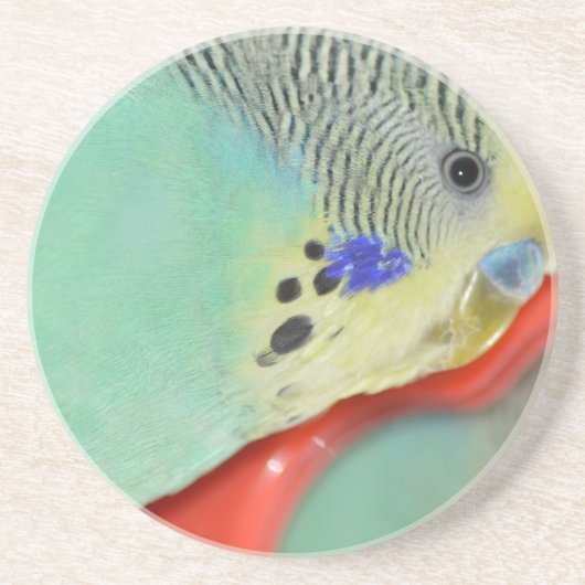 鏡を見ているインコ コースター (正面)