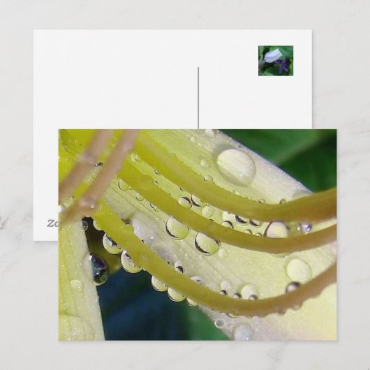 鏡を通して ポストカード (正面/裏面)