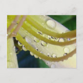 鏡を通して ポストカード (正面)