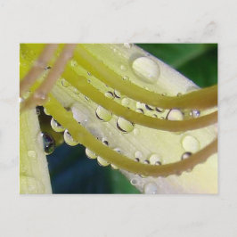 鏡を通して ポストカード