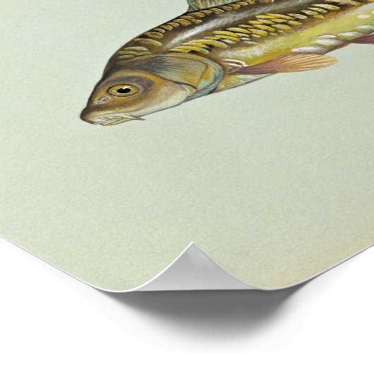 鏡鯉 ポスター (角)