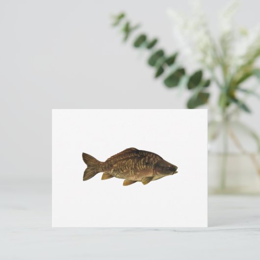 鏡鯉 ポストカード (スタンド正面)