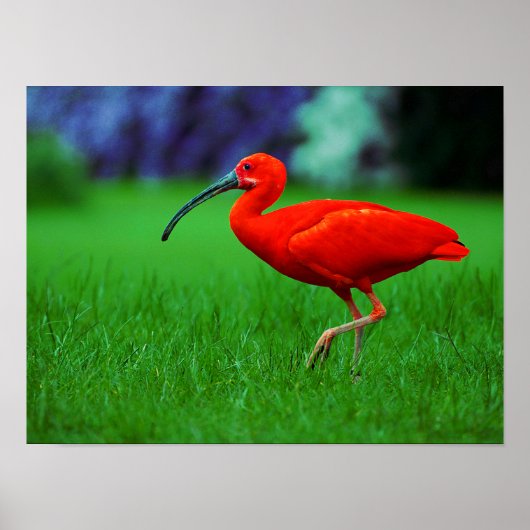 長いくちばしを持つ熱帯鳥 ポスター (正面)