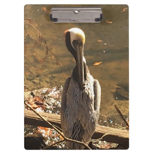 長いくちばしを持つ茶色と灰色の鳥 クリップボード (正面)