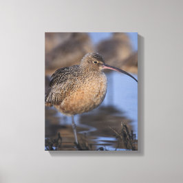 長いバードカレイ キャンバスプリント