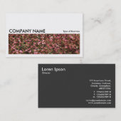 長い写真0234 – ピンクのさくらんぼ 名刺 (正面/裏面)